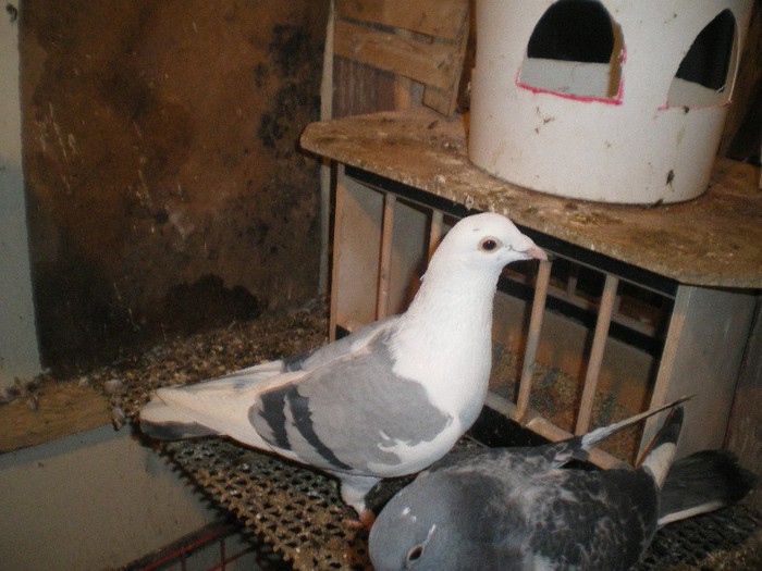 IMGP8085