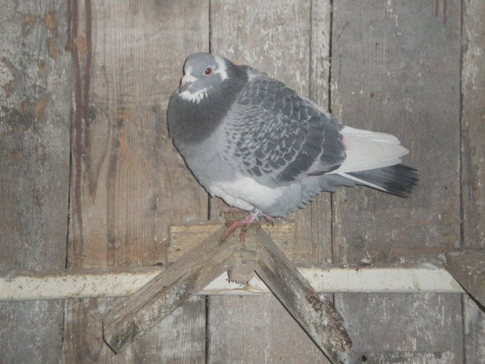 IMGP8087