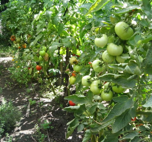 Tomate Ace 55VF