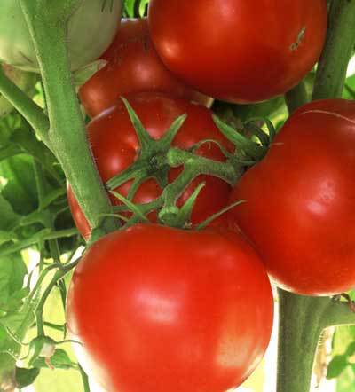 Tomate Ace 55VF