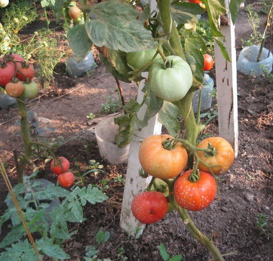 Tomate Buzau 22
