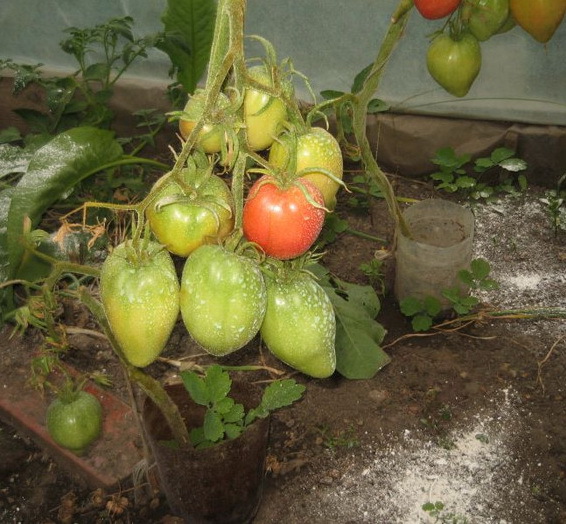Tomate inima de bou