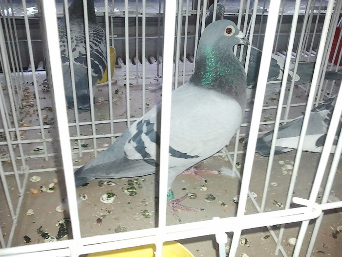 2463672-10; L 4 Expo Judeteana Demifond
