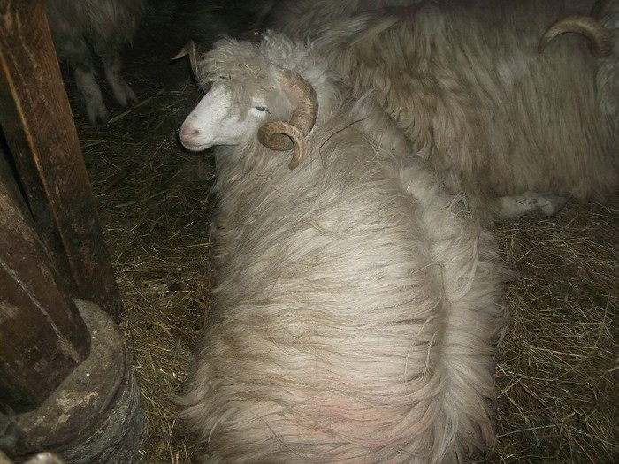 Picture 1685 - Bale de Bistrita