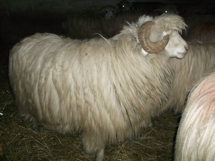 Picture 1693 - Bale de Bistrita