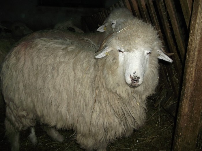 Picture 1695 - Bale de Bistrita