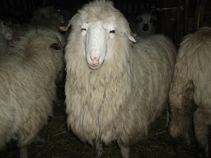 Rimel - Bale de Bistrita