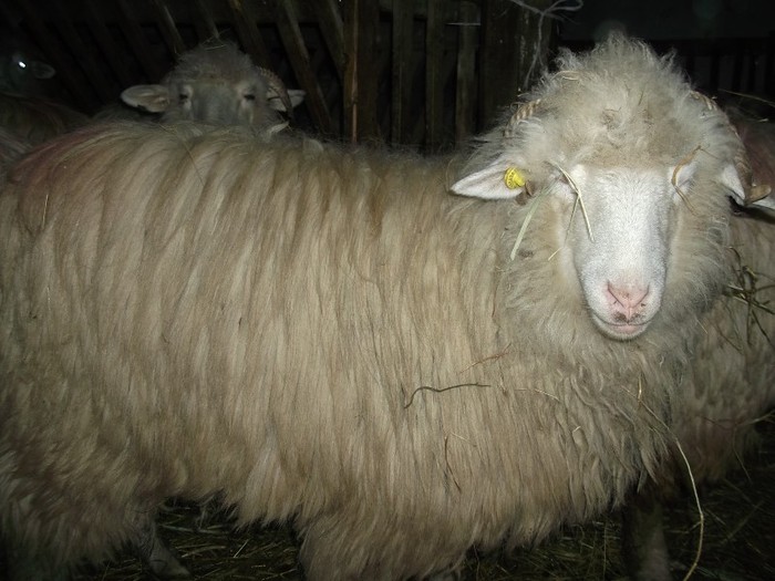 Picture 1697 - Bale de Bistrita