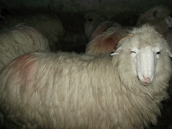 Picture 1703 - Bale de Bistrita