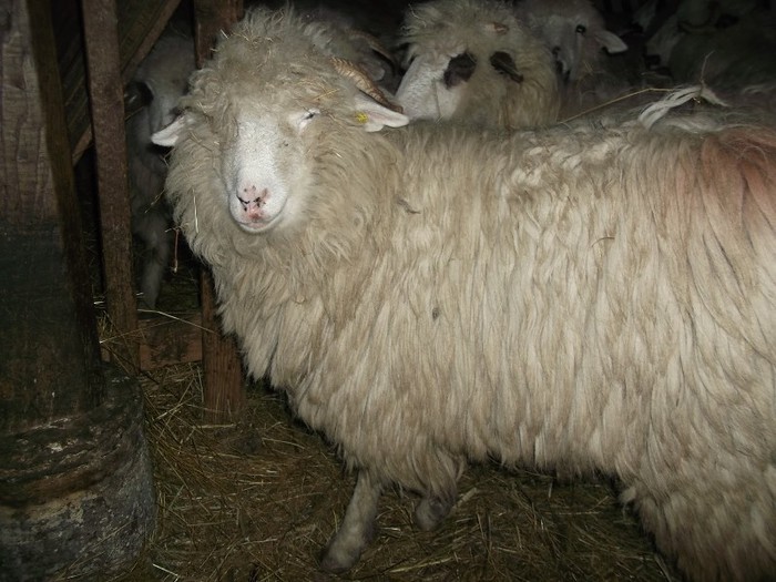 Picture 1707 - Bale de Bistrita