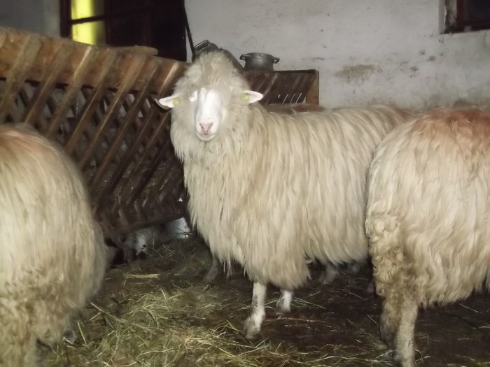 Picture 1721 - Bale de Bistrita