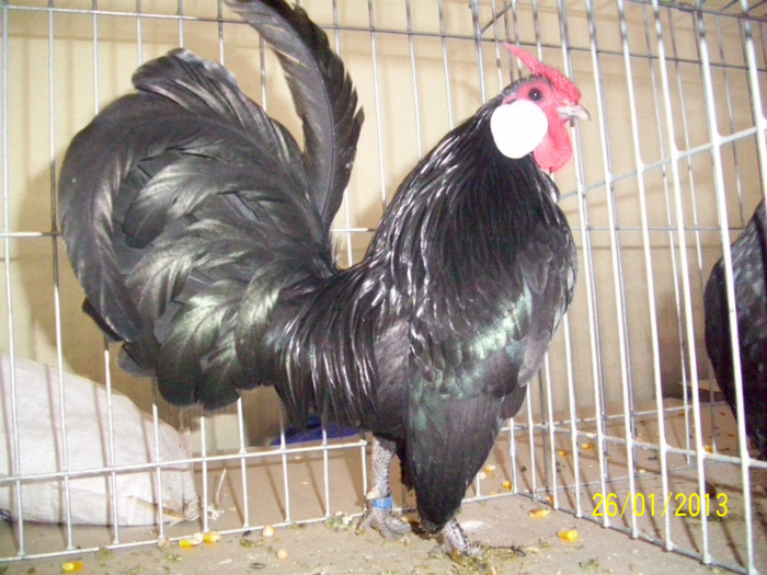 COCOS BANTAM NEGRU