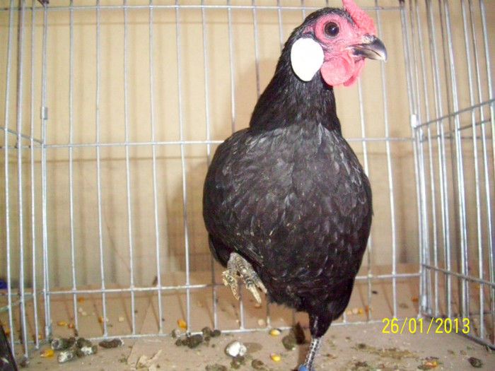 GAINA BANTAM