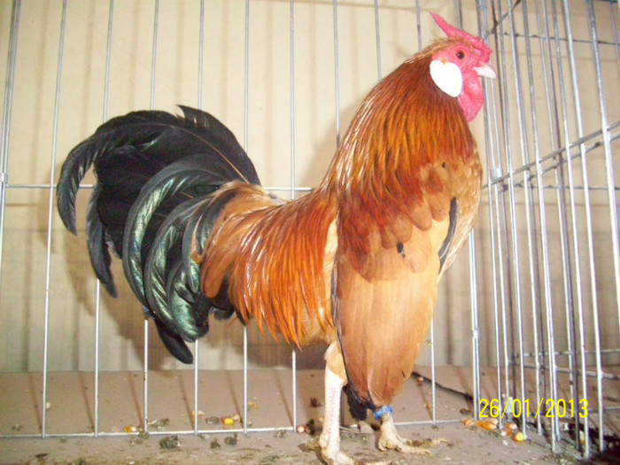 COCOS BANTAM COLUMBIA