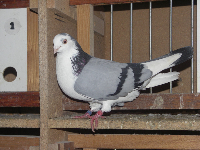 Mascul 2012; Campion 2012 expo bistrita
