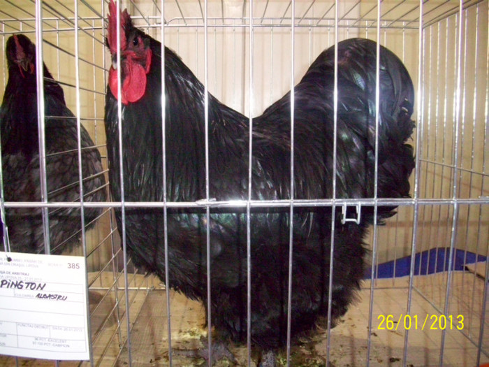 COCOS ORPINGTON NEGRU