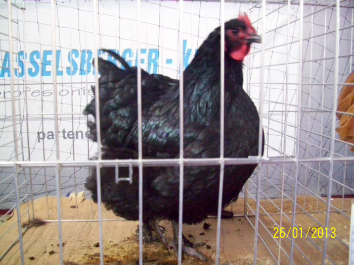 GAINA ORPINGTON NEAGRA