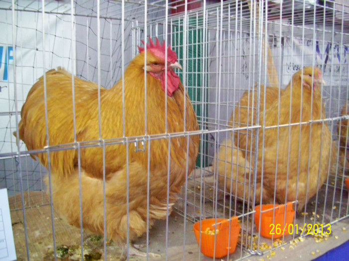 FAMILIE COCHINCHINA URIAS