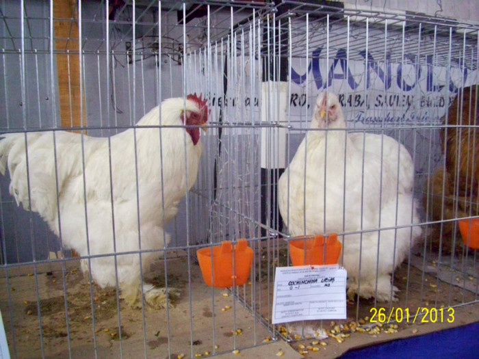 FAMILIE COCHINCHINA URIAS