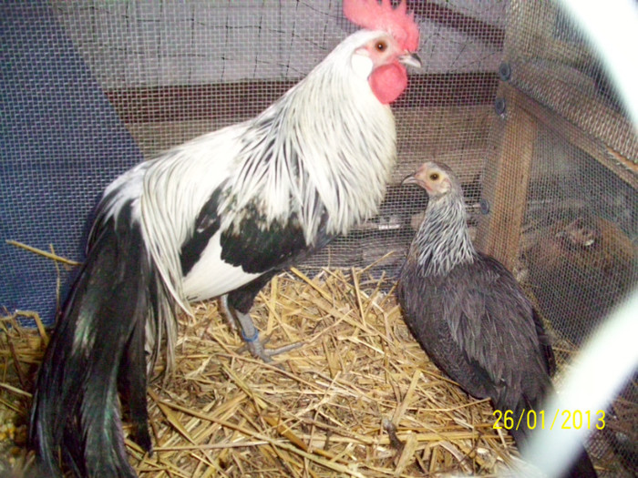 FAMILIE PHOENIX ARGINTIU