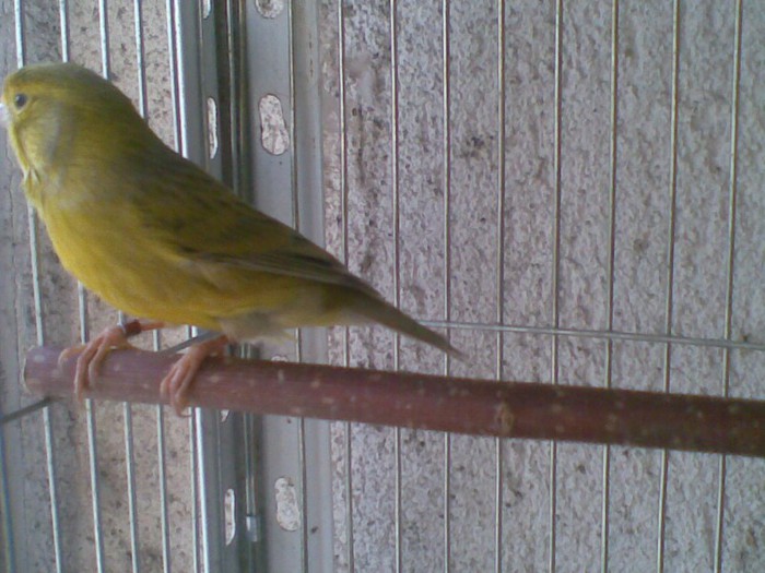 20012013(012) - 1 Canari de culoare