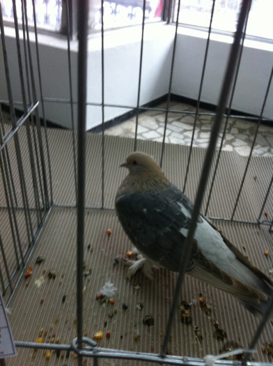 IMG_0920 - Expozitie 2013 - PITESTI