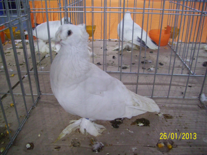 JUC BIMOTAT DE BOTOSANI