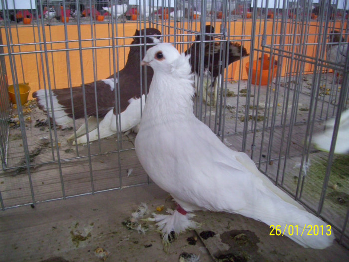 JUC BIMOTAT DE BOTOSANI