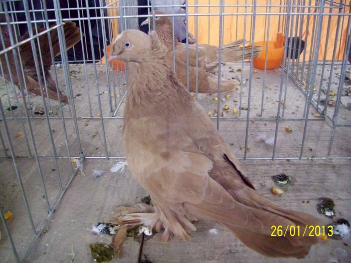 JUC BIMOTAT DE BOTOSANI