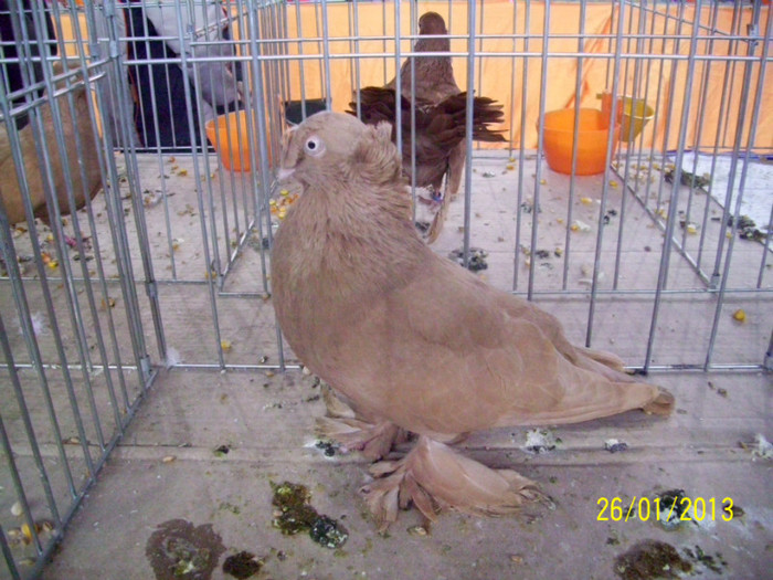 JUC BIMOTAT DE BOTOSANI