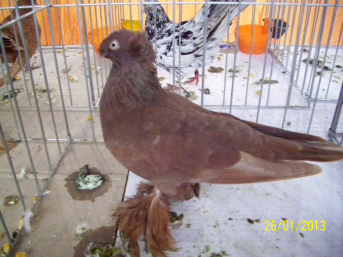 JUC BIMOTAT DE BOTOSANI