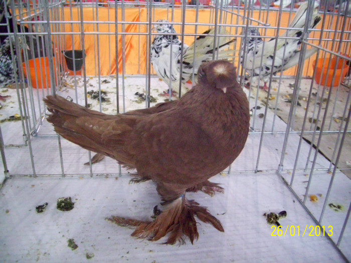 JUC BIMOTAT DE BOTOSANI