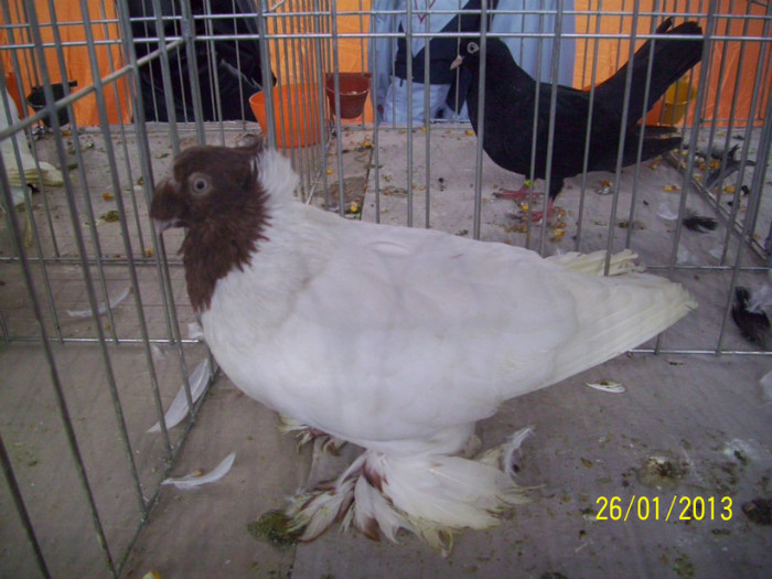 JUC BIMOTAT DE BOTOSANI