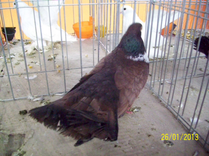 ZBURATOR ORBETEAN ROMANESC