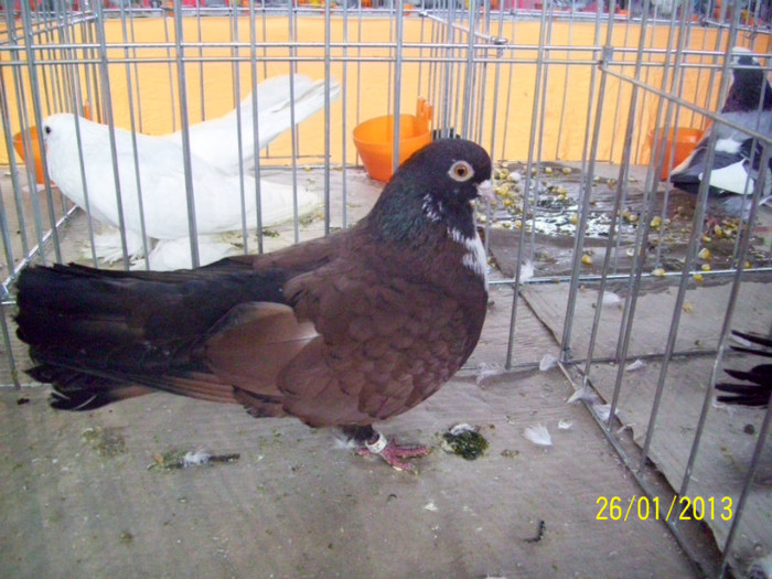 ZBURATOR ORBETEAN ROMANESC