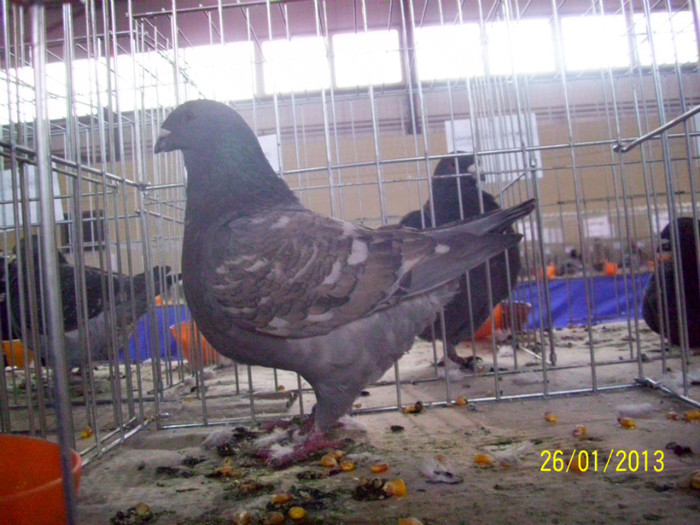 VOIAJOR AMERICAN - 21 - EXPO LIPOVA 2013