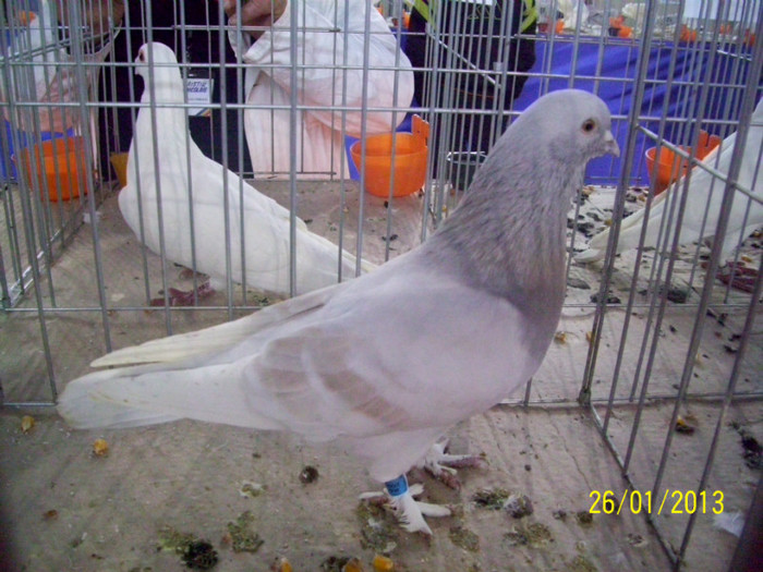 TAKLA - 21 - EXPO LIPOVA 2013