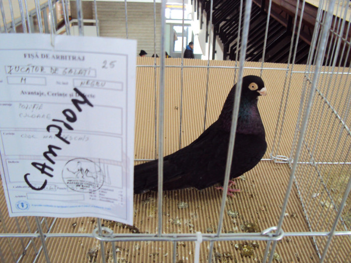 DSC03280 - Expozitie 2012 - PITESTI
