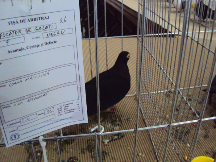DSC03282 - Expozitie 2012 - PITESTI