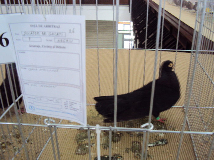 DSC03283 - Expozitie 2012 - PITESTI