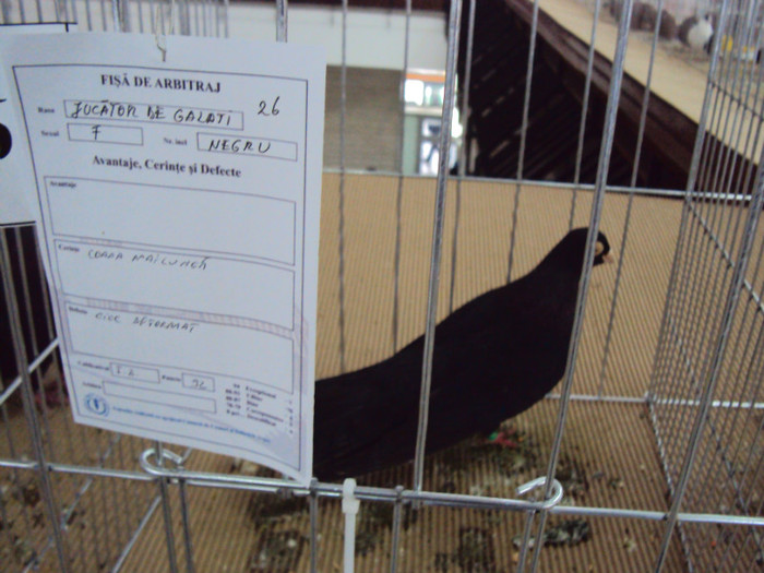 DSC03284 - Expozitie 2012 - PITESTI
