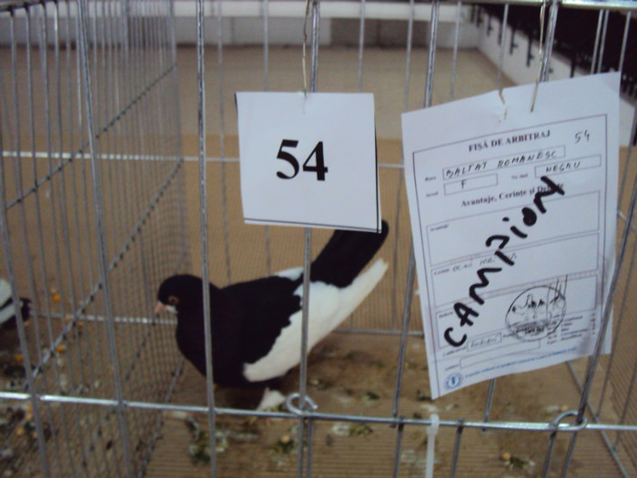 DSC03285 - Expozitie 2012 - PITESTI