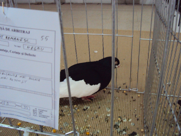 DSC03286 - Expozitie 2012 - PITESTI