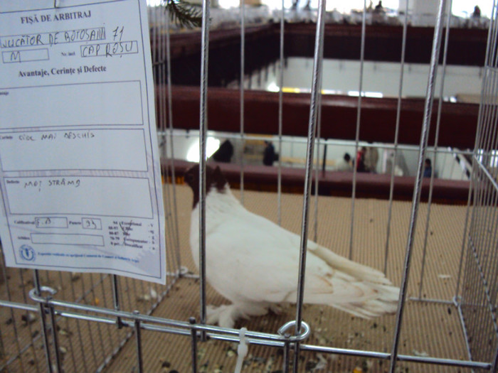 DSC03289 - Expozitie 2012 - PITESTI