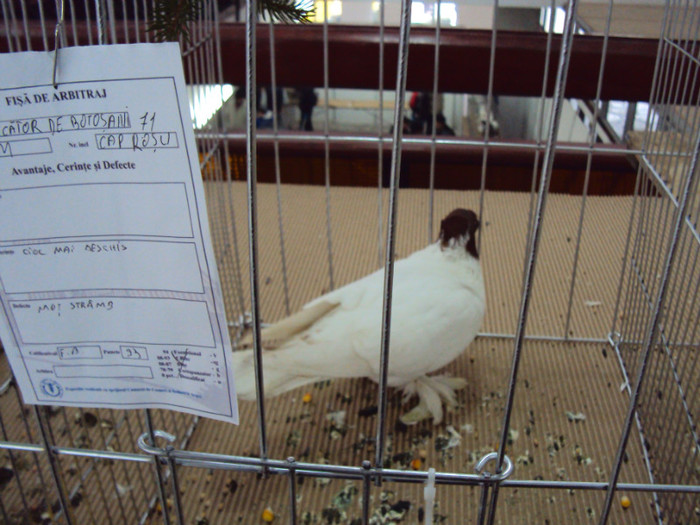 DSC03290 - Expozitie 2012 - PITESTI