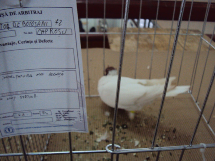 DSC03293 - Expozitie 2012 - PITESTI