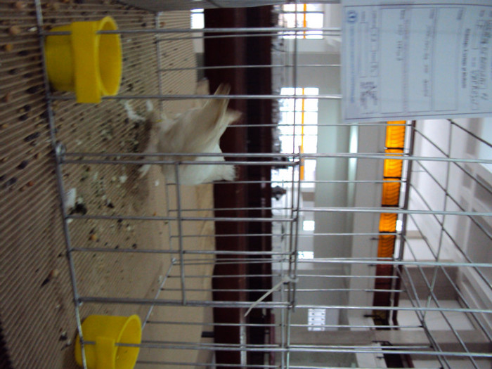 DSC03295 - Expozitie 2012 - PITESTI