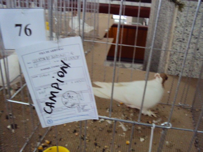 DSC03301 - Expozitie 2012 - PITESTI