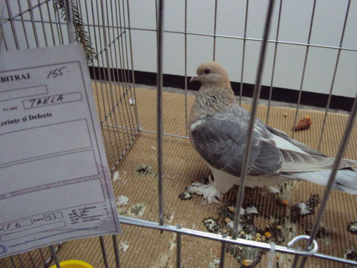DSC03304 - Expozitie 2012 - PITESTI