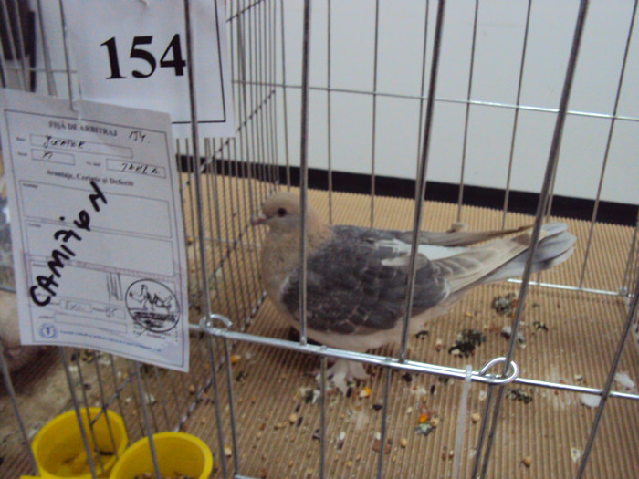 DSC03305 - Expozitie 2012 - PITESTI